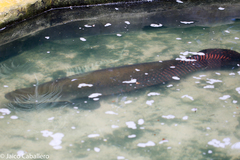 Arapaima