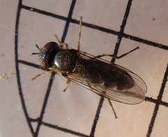 Platycheirus albimanus
