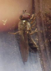 Platycheirus albimanus