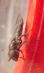 Platycheirus albimanus