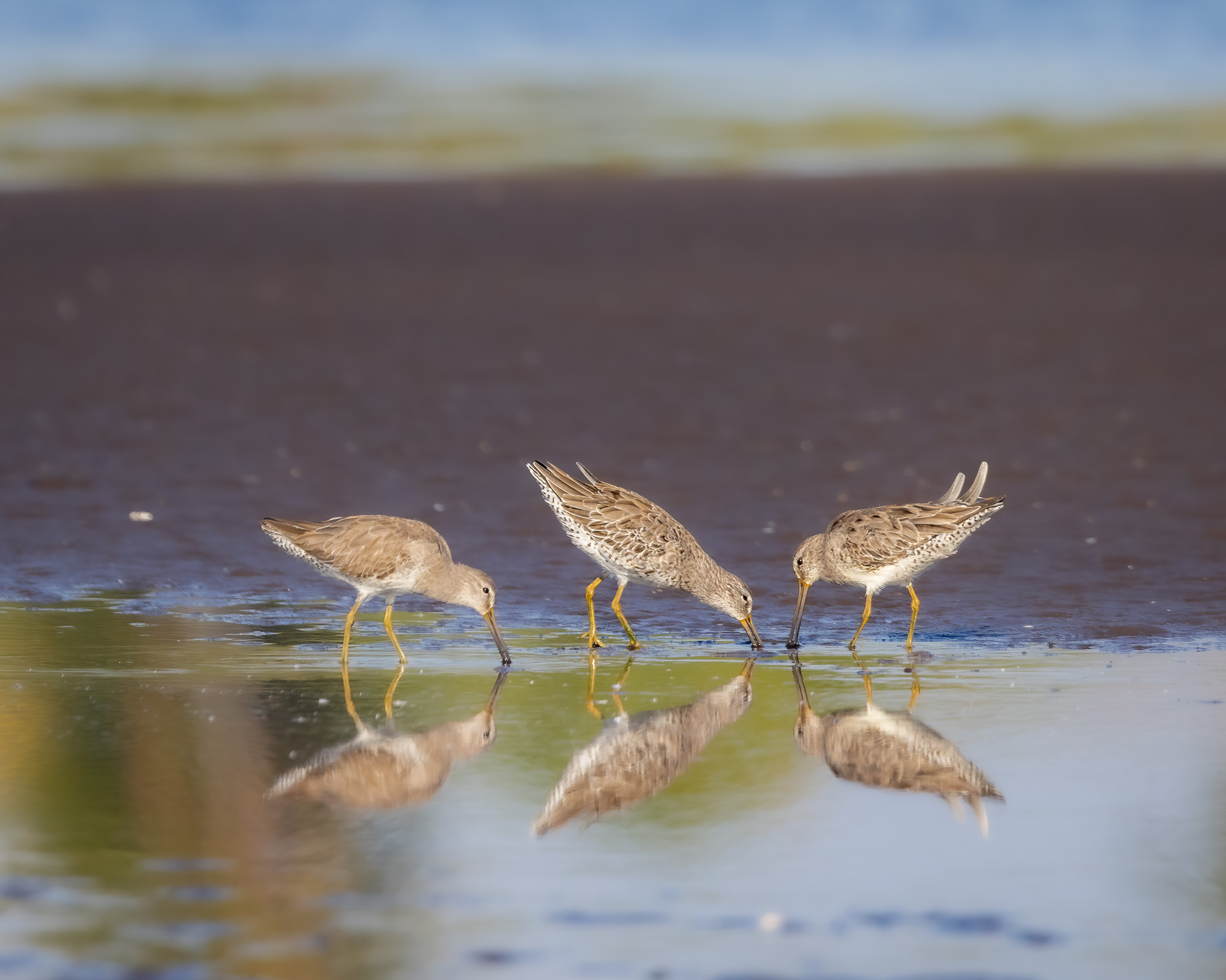 Short-billed Dowitcher (Limnodromus griseus), photo 7