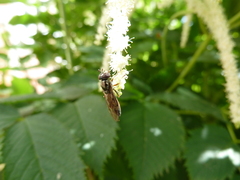 Platycheirus albimanus