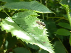 Platycheirus albimanus