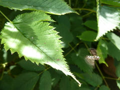 Platycheirus albimanus