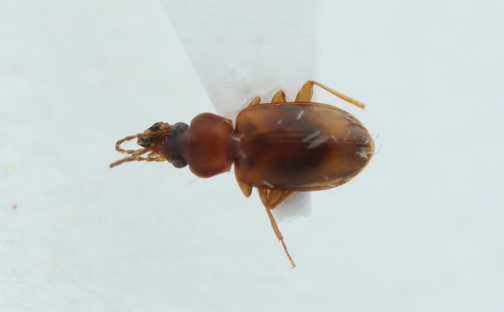 Tachys fasciatus