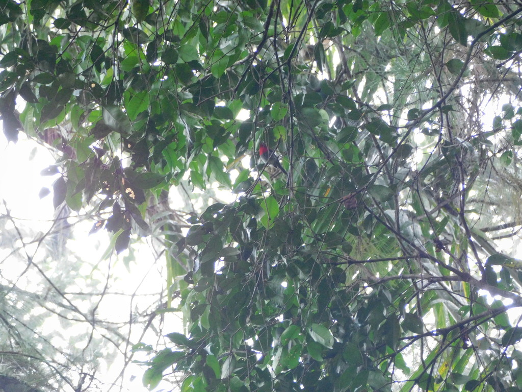 Javan Sunbird (Aethopyga mystacalis)