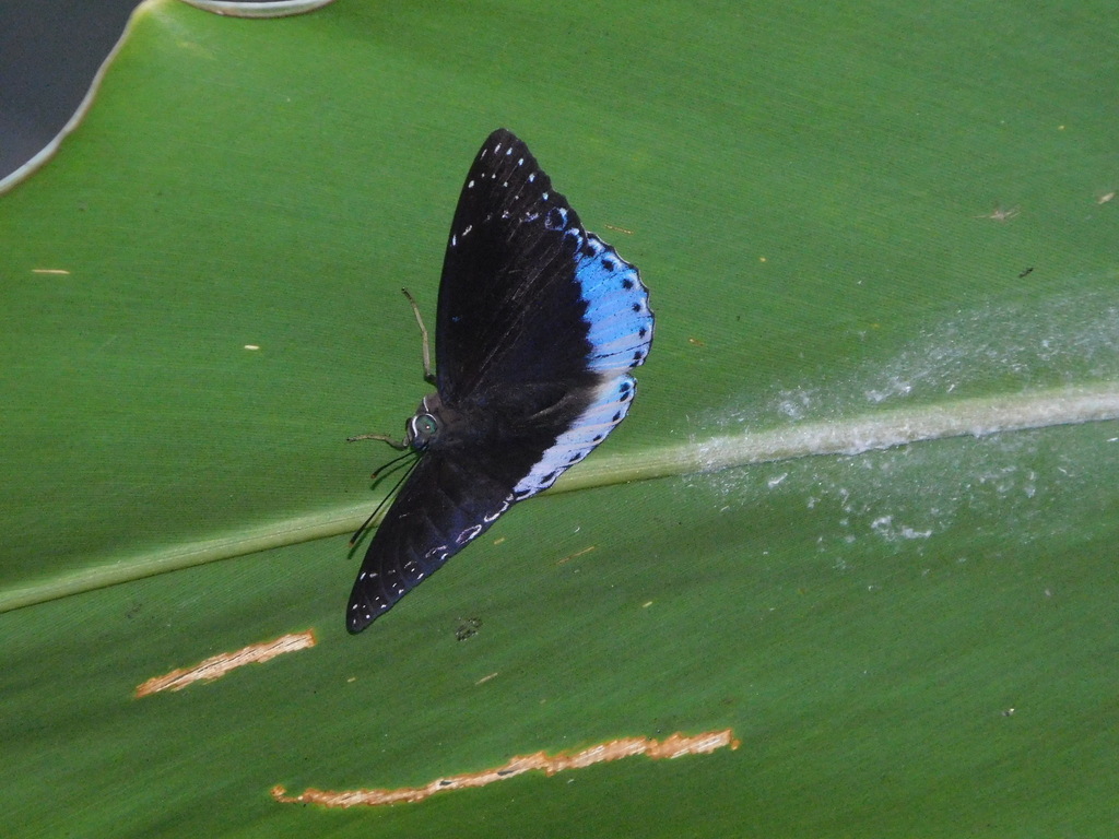 Stibochiona coresia (Stibochiona coresia)
