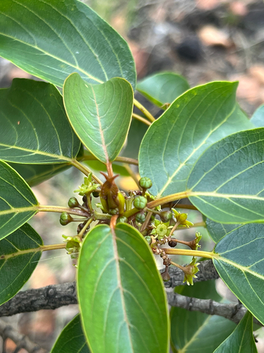 Colubrina, 2026-02-19