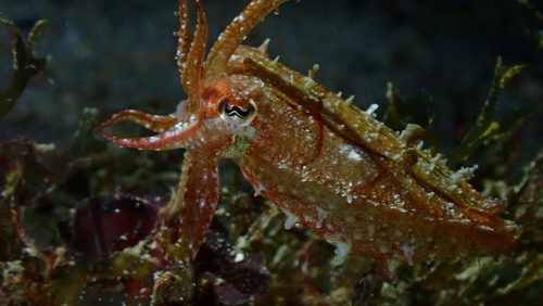 Ascarosepion papuense