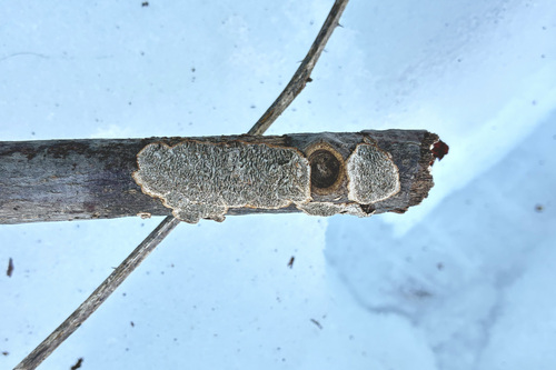 Dentocorticium portoricense observed 2026-02-14