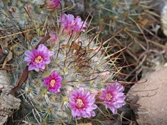 Mammillaria bombycina