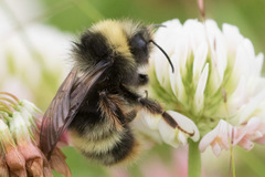 Bombus mckayi