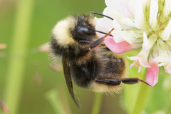 Bombus mckayi