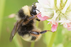 Bombus mckayi