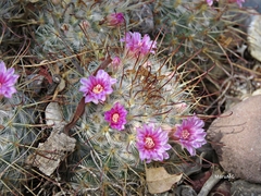 Mammillaria bombycina