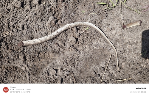 Eastern Rufous Beaked Snake