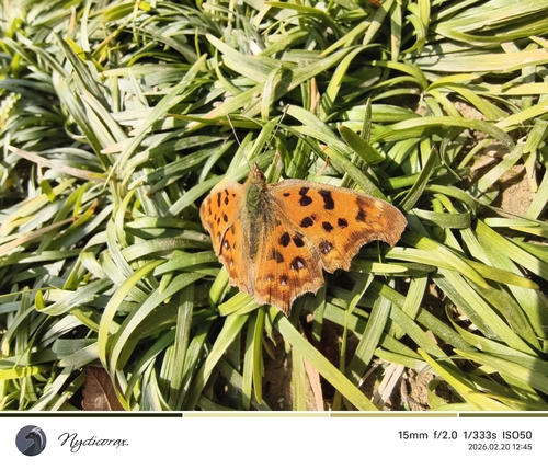 Asian Comma