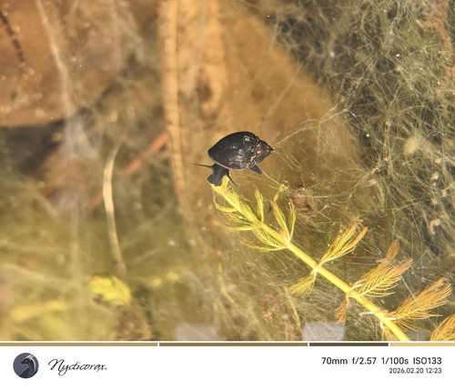 Acute Bladder Snail