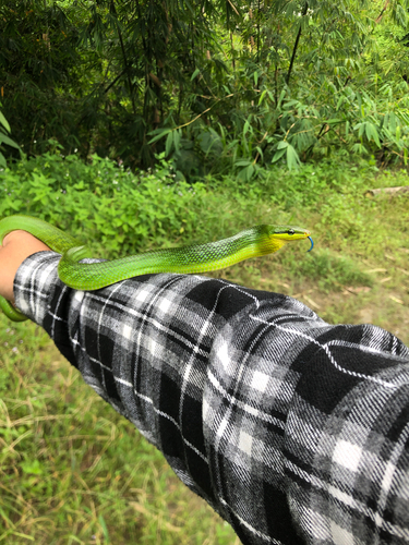 Gonyosoma oxycephalum