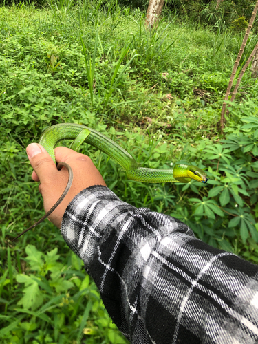 Gonyosoma oxycephalum