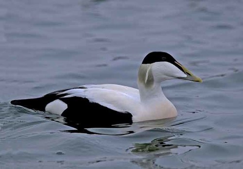 Common Eider, photo 10 of 10