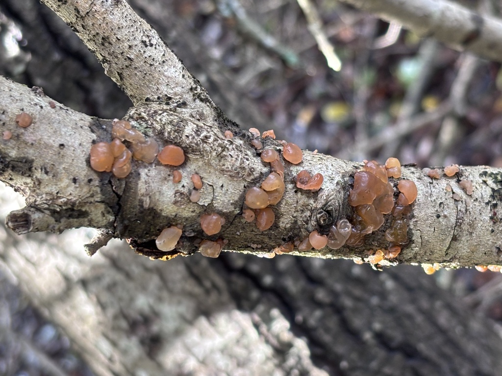 Myxarium nucleatum · February 2026 · photo: © reago (iNaturalist, cc-by)