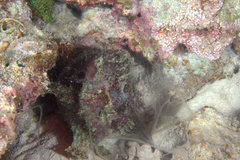 Abantennarius nummifer