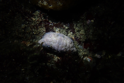 Euxanthus exsculptus observed 2026-02-20