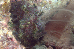 Abantennarius nummifer