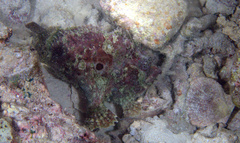 Abantennarius nummifer