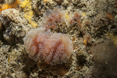 Aplidium ocellatum