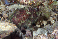 Abantennarius nummifer