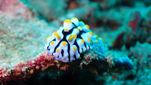 Phyllidia varicosa