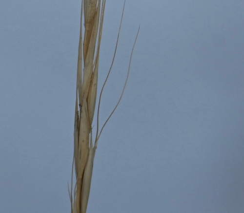 slender wheat grass (Elymus trachycaulus)