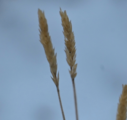 spike trisetum (Koeleria spicata)
