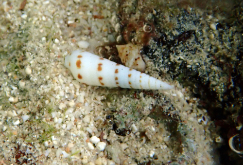 Oxymeris felina observed 2026-01-31