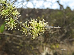 Forestiera phillyreoides