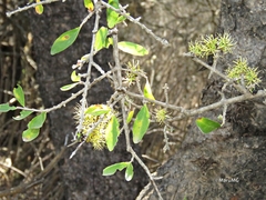 Forestiera phillyreoides