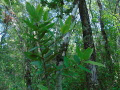 Eucryphia cordifolia