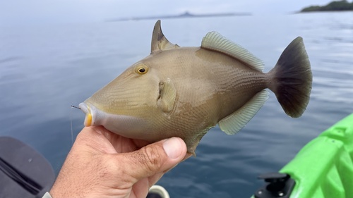 Bridle triggerfish (Sufflamen fraenatum) — Balistidae — 2