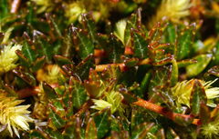 (c) William Harland, some rights reserved (CC BY) Gaultheria parvula, photograph (c) William Harland, some rights reserved (CC BY)