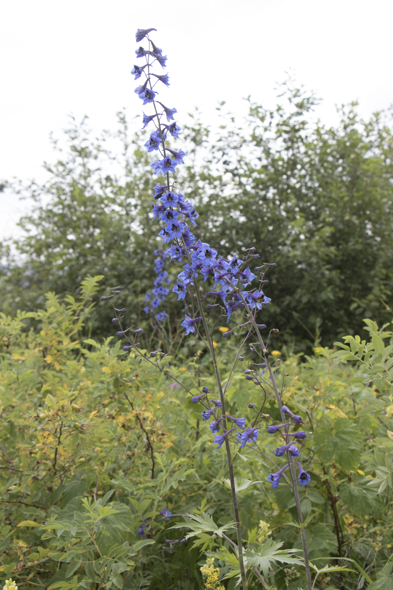 Alpine Larkspur (Delphinium elatum)
