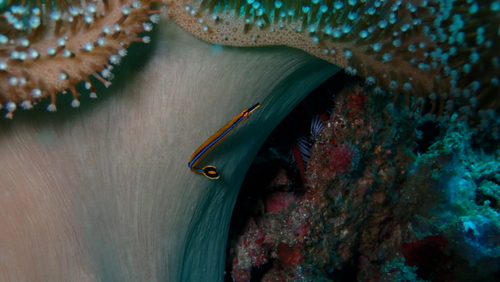 Honshu pipefish (Doryrhamphus japonicus) — Syngnathidae