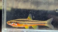 Southern Redbelly Dace photo 4