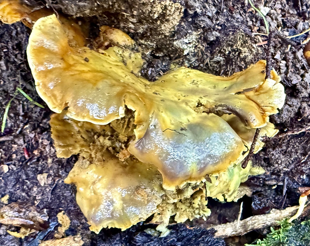 Omphalotus olivascens · February 2026 · photo: © hllrnnr (iNaturalist, cc0)