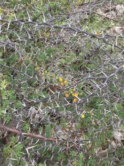 Vachellia tortuosa