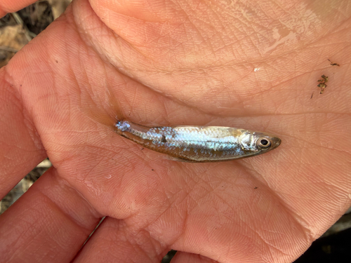 Channel Shiner