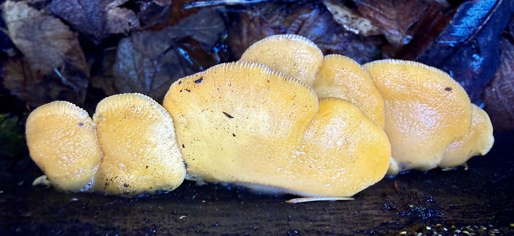 Phyllotopsis nidulans · February 2026 · photo: © hllrnnr (iNaturalist, cc0)