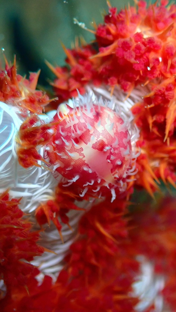 Ridged Egg Cowrie (Diminovula culmen)