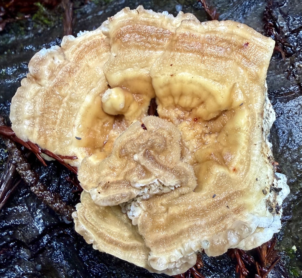 Trametes betulina · February 2026 · photo: © hllrnnr (iNaturalist, cc0)